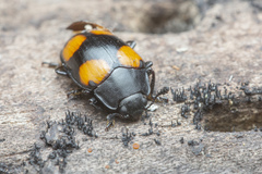 Aulacocheilus doriae