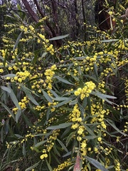 Acacia leprosa
