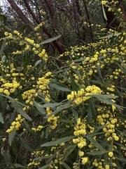 Acacia leprosa