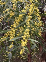 Acacia leprosa