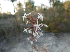 Lysinema pentapetalum
