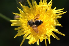 Megachile inermis