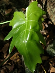 Philodendron radiatum