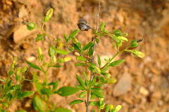 Tetragonia calycina