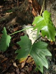 Philodendron radiatum