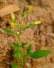 Tetragonia calycina