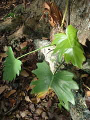 Philodendron radiatum
