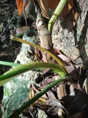 Philodendron radiatum