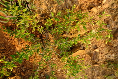 Tetragonia calycina