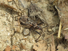 Rhynocoris erythropus