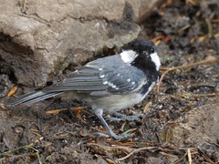 Periparus ater ater