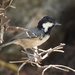 Continental Coal Tit - Photo (c) Valia Pavlou, some rights reserved (CC BY-NC), uploaded by Valia Pavlou