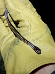 Coniophanes schmidti