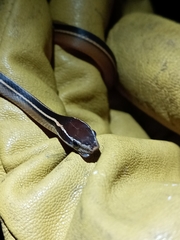 Coniophanes schmidti