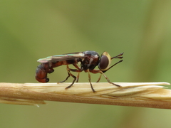 Physocephala pusilla