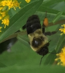 Bombus impatiens
