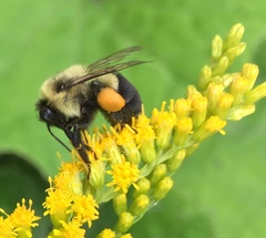 Bombus impatiens