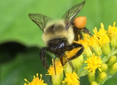 Bombus impatiens