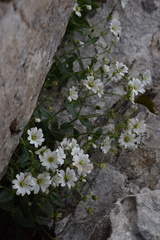 Cerastium latifolium