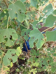 Broussonetia papyrifera