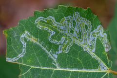 Phyllocnistis labyrinthella