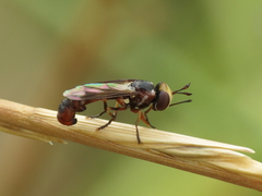 Physocephala pusilla