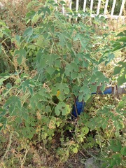 Broussonetia papyrifera