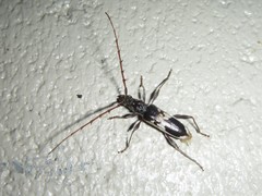 Coptocercus crucigerus