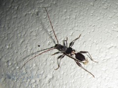 Coptocercus crucigerus