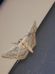 Idaea elongaria