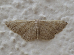 Idaea obsoletaria