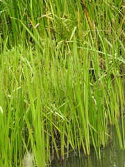 Sparganium erectum