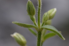 Cerastium latifolium