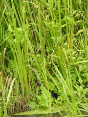 Sparganium erectum