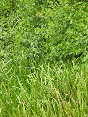 Sparganium erectum