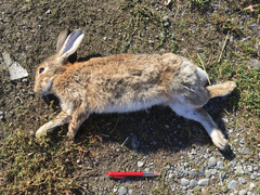 Oryctolagus cuniculus cuniculus