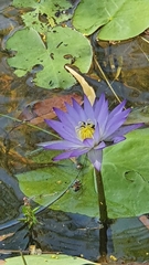 Nymphaea violacea