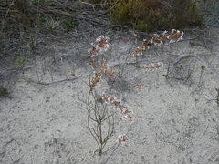 Lysinema pentapetalum