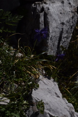 Aquilegia confusa
