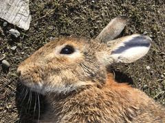 Oryctolagus cuniculus cuniculus