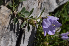 Campanula raineri