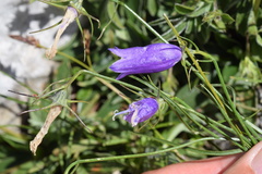 Campanula carnica