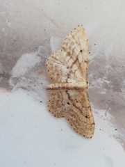 Idaea elongaria