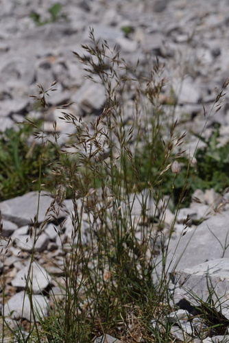 Trisetum argenteum