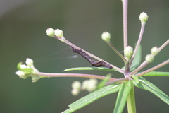 Perigea xanthioides