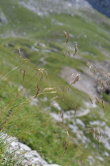 Helictotrichon parlatorei