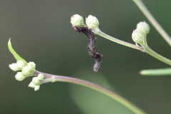 Perigea xanthioides