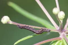 Perigea xanthioides