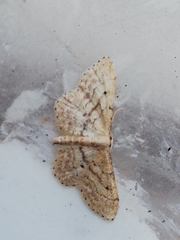 Idaea elongaria