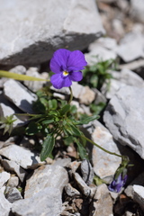 Viola dubyana